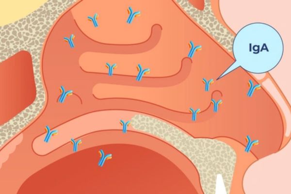 Lợi khuẩn hô hấp giúp sản sinh kháng thể IgA ngay tại mũi họng