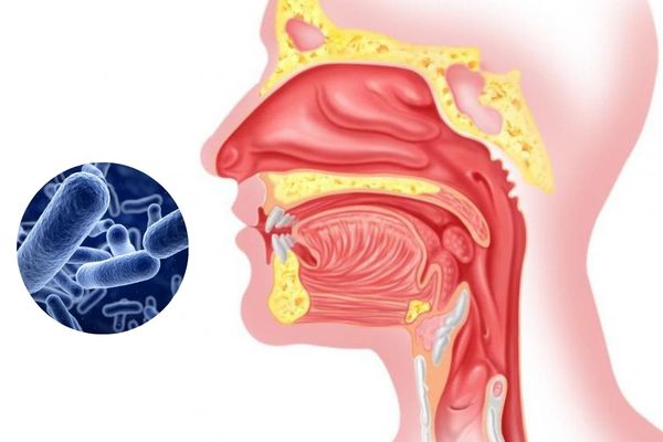 Lợi khuẩn đường hô hấp giúp tạo hàng rào miễn dịch
