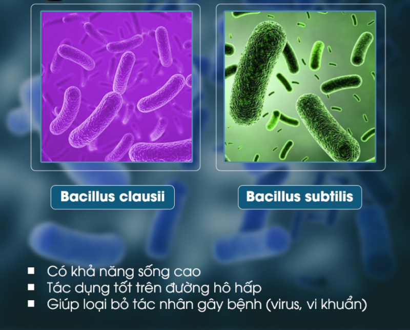 Hai loại lợi khuẩn có tác dụng tốt trên đường hô hấp có trong sản phẩm Subavax