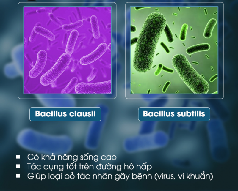 Subavax chứa 2 chủng lợi khuẩn tốt cho đường hô hấp