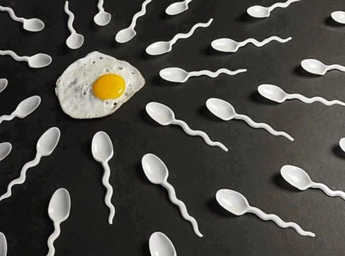 Chẳng còn thắc mắc: “Ăn gì để trứng khỏe dễ thụ thai?” nếu biết điều này