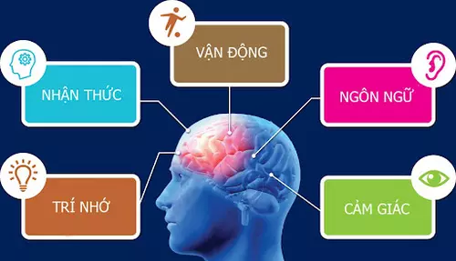 Lý giải hiện tượng não bộ con người phát triển kích thước lớn  Khoa học   Vietnam VietnamPlus