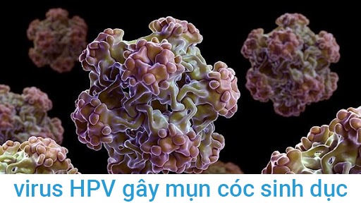Viem-am-dao-do-virus-HPV-gay-mun-coc-sinh-duc-va-ung-thu 