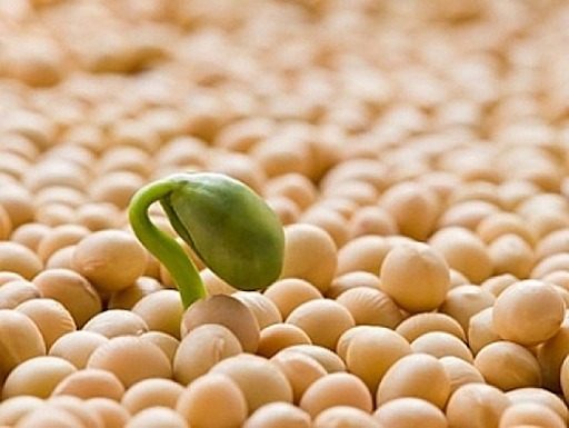 Isoflavones trong mầm đậu nành giúp cải thiện bốc hỏa hiệu quả
