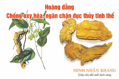 Hoàng đằng – Thảo dược hữu hiệu trong phòng và trị các bệnh về mắt