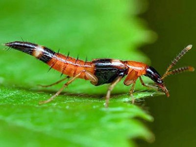 Dị ứng côn trùng: Dấu hiệu và cách xử lý