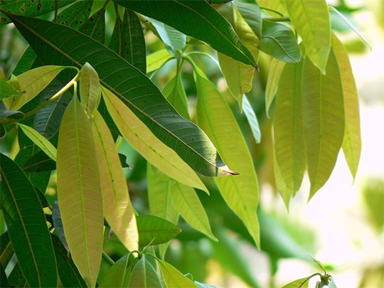 Bệnh vảy nến có lây không? Cách kiểm soát bệnh lâu dài